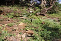 Orthosiphon thymiflorus